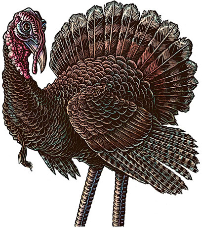 Big Turkey Illustration!