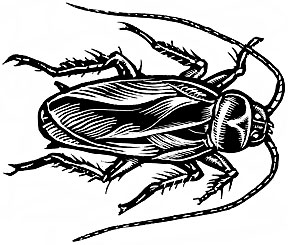 Cockroach (Top View)