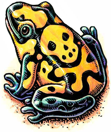 (skull pattern on frog's back) "Researchers report The PTX alkaloid is converted into much more potent, deadly substance on frog's skin than the level originally consumed by frog."  I remember being warned against skulls in illustration class: too hackneyed for most articles. But what else symbolizes poison?