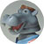 Bobble Head Hippo
